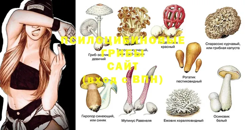 Галлюциногенные грибы Psilocybe  Володарск 